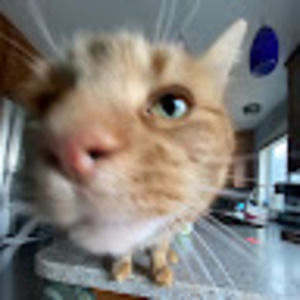 Meet your Posher, Abby